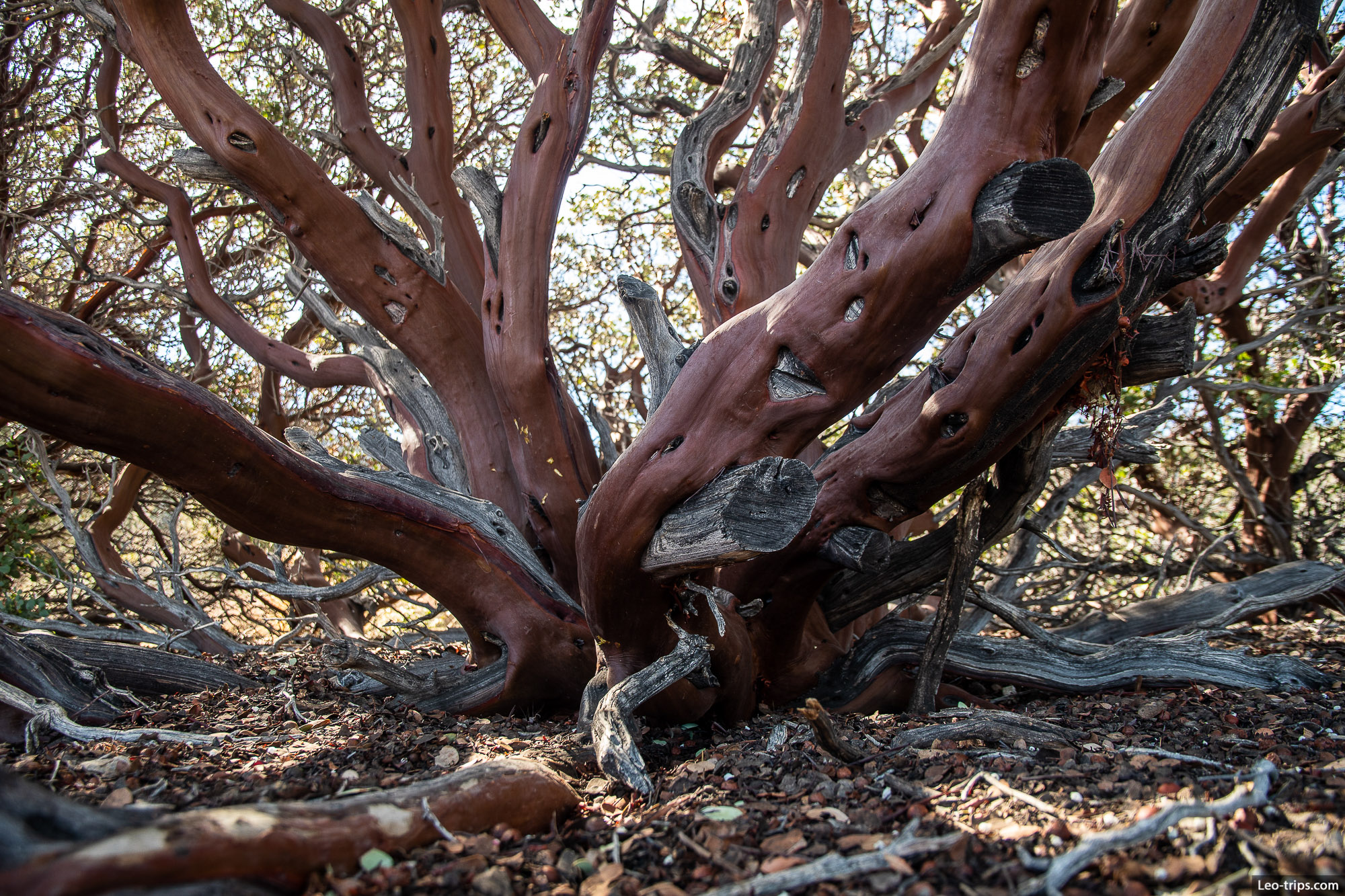 trunk of bigberry manzanita shrub devils chair trail