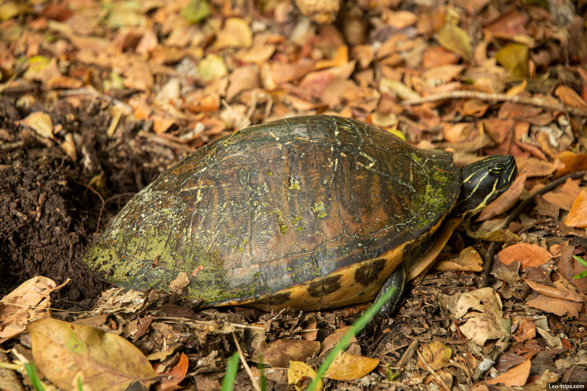 chicken turtle everglades national park