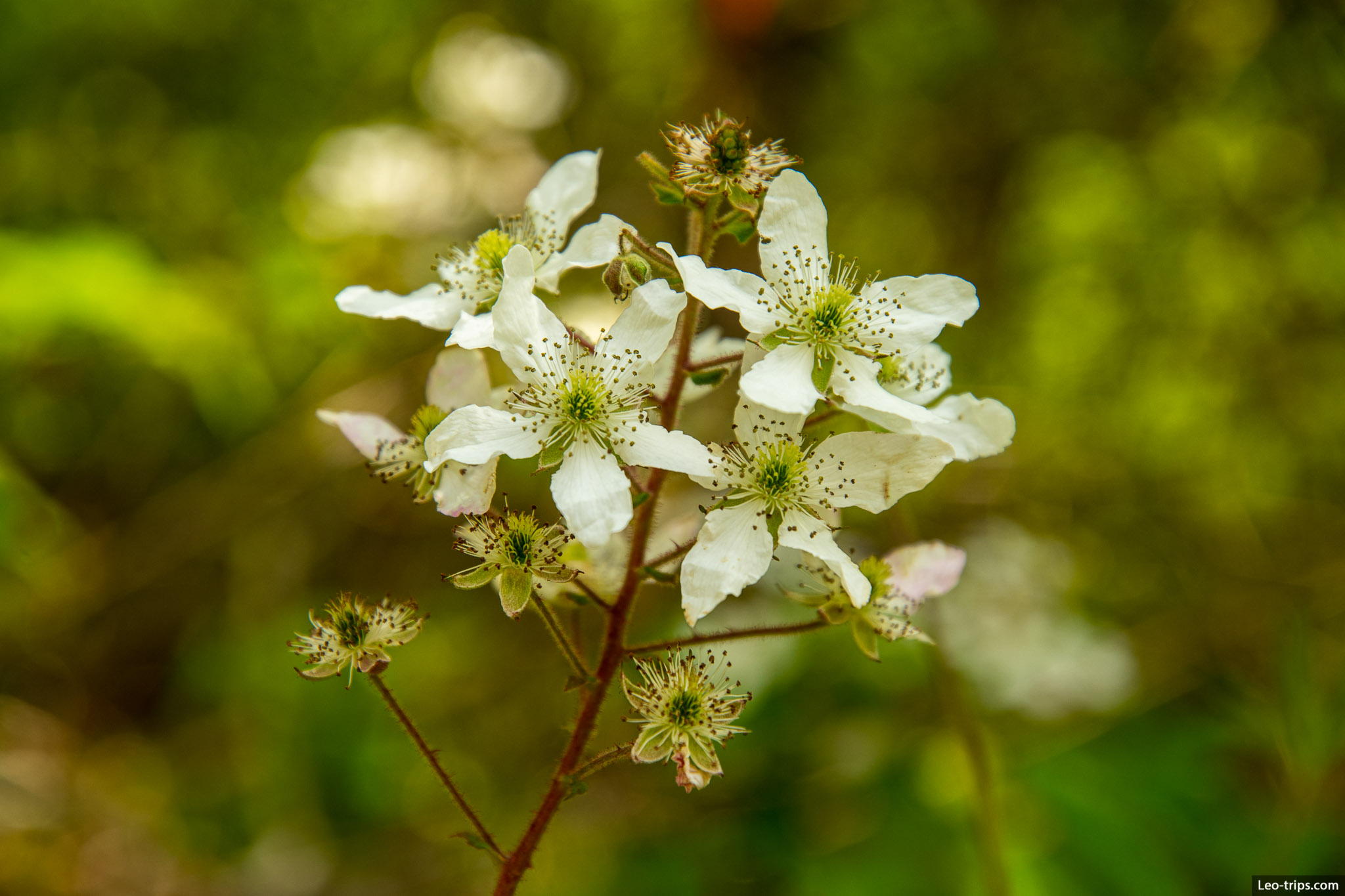 allegheny blackberry flowers great smoky mountains national park