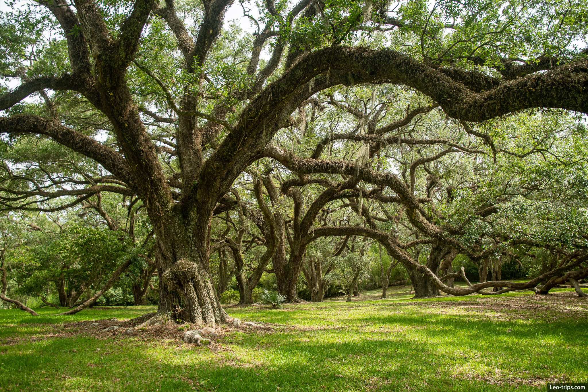live oak trees with spanish moss jungle gardens