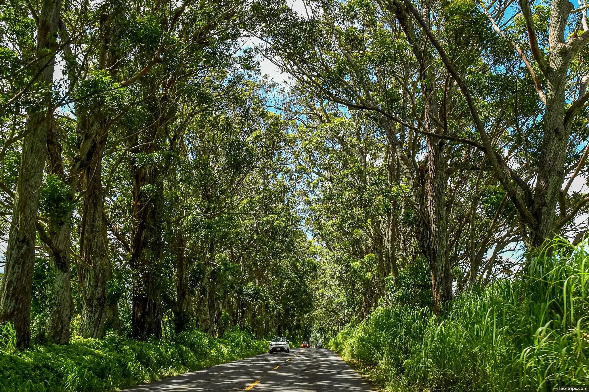 Road on the Kauai Island kauai island