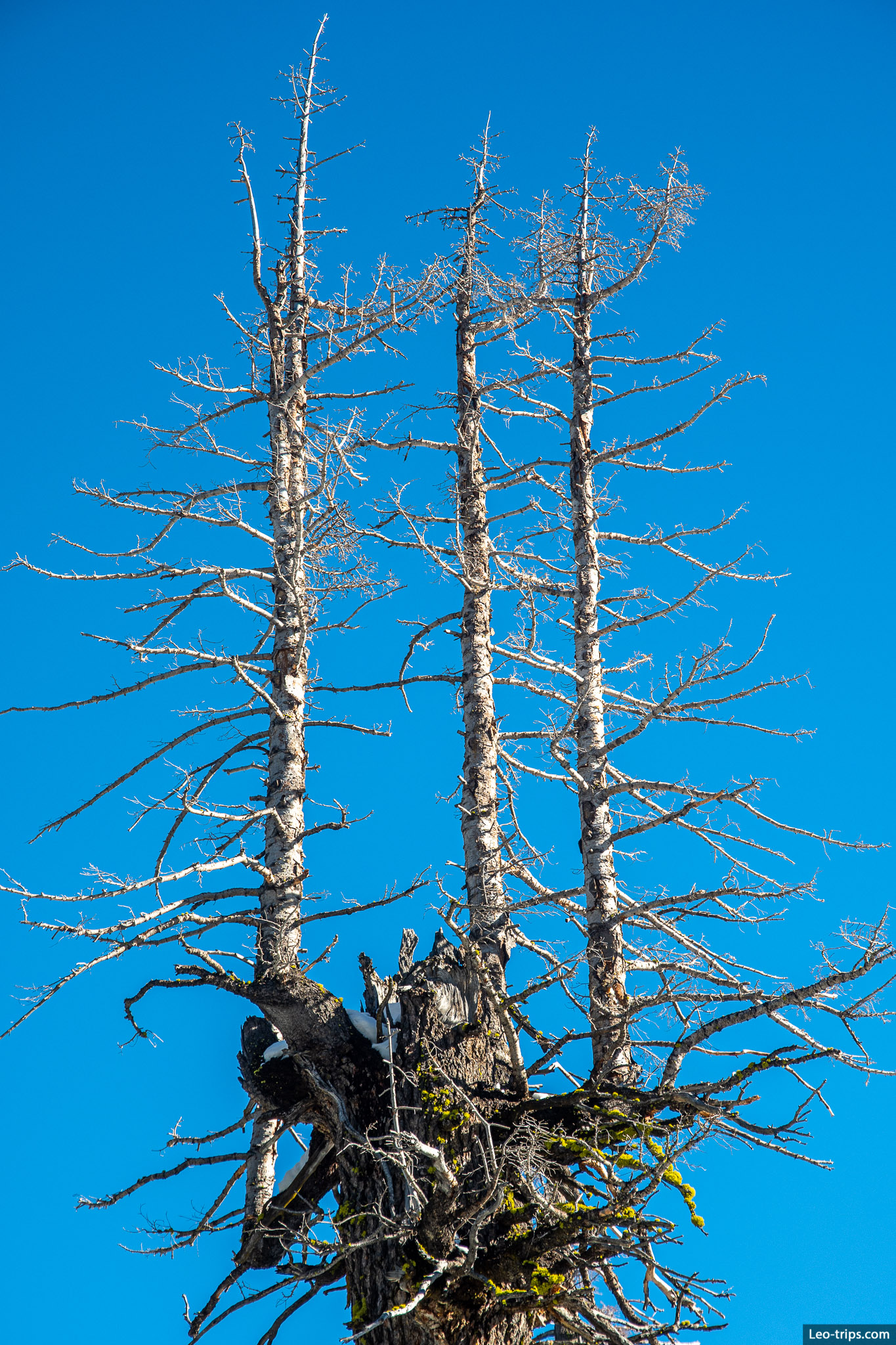 fresh tree trunks lake tahoe