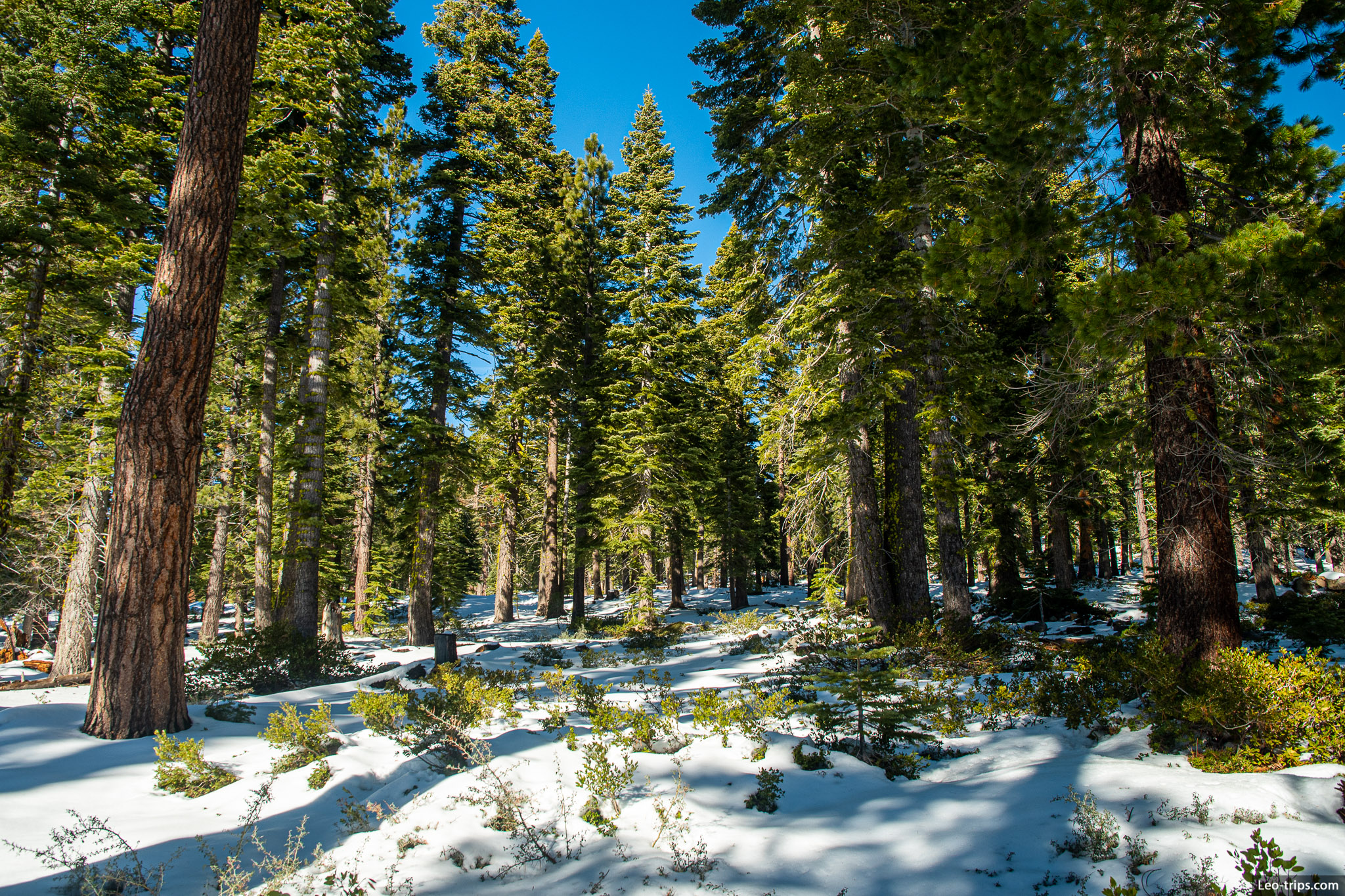 sunny day in winter forest lake tahoe