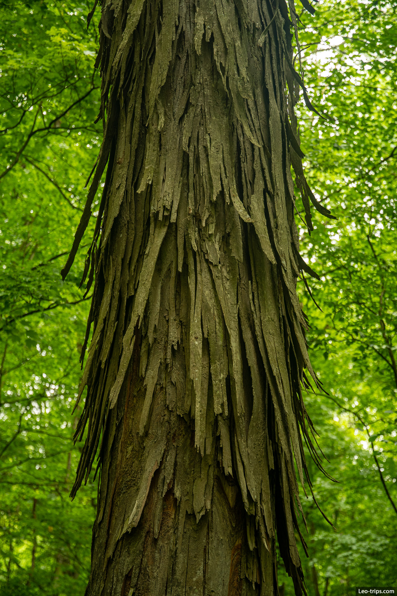 bark of cedar tree mammoth cave national park