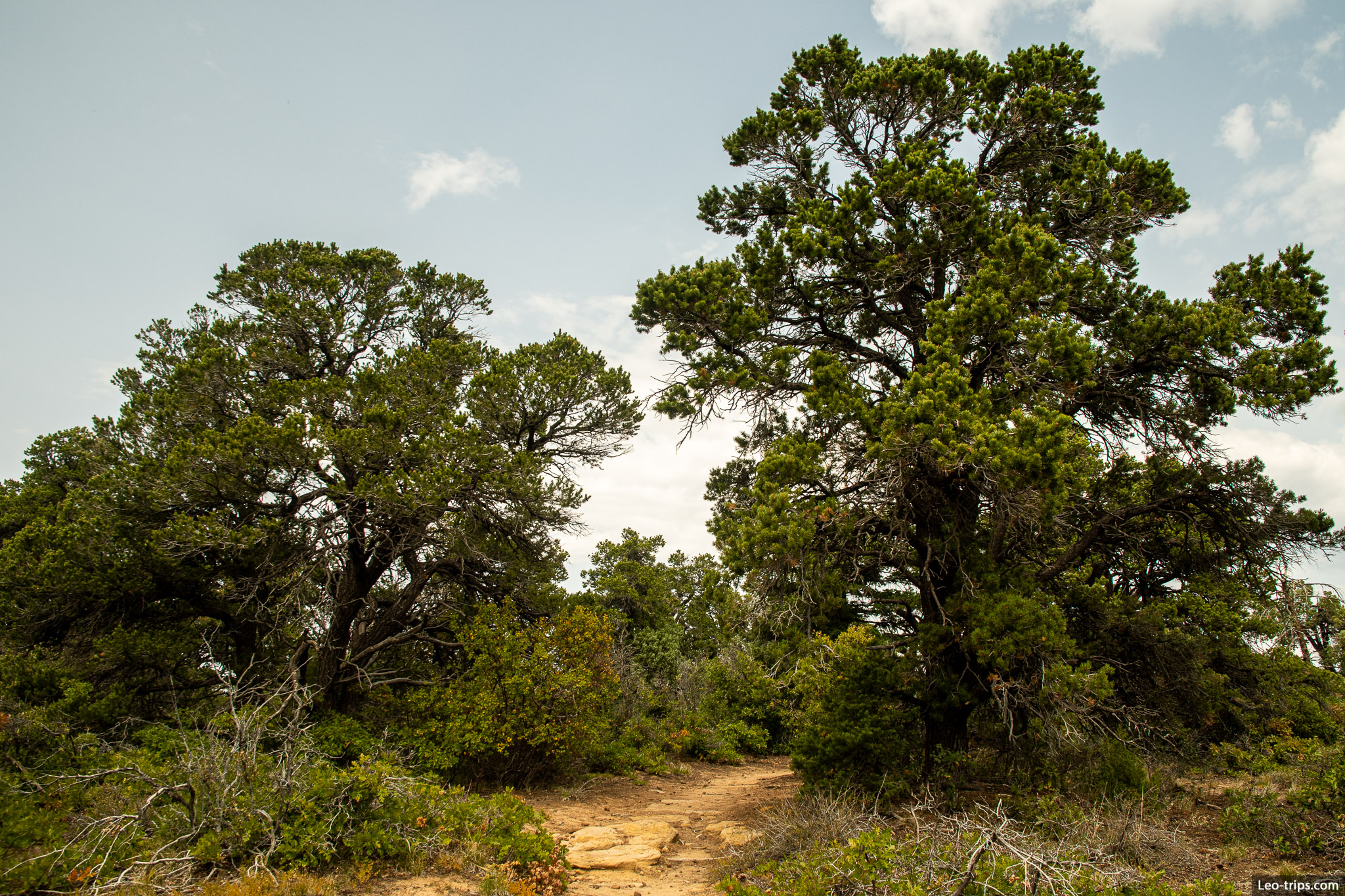 pinyon pine trees mesa verde national park