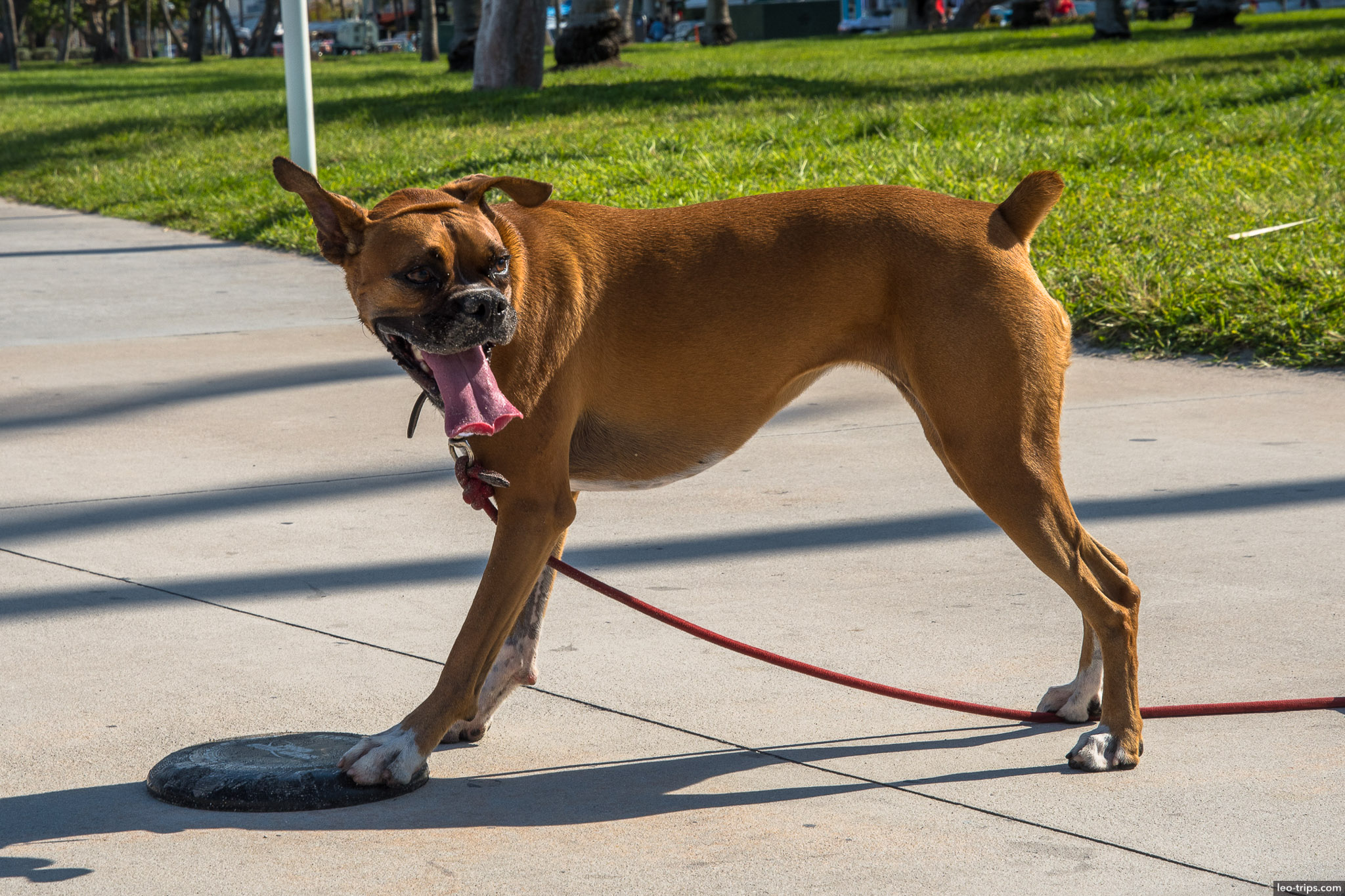 Boxer Dog on walkway miami