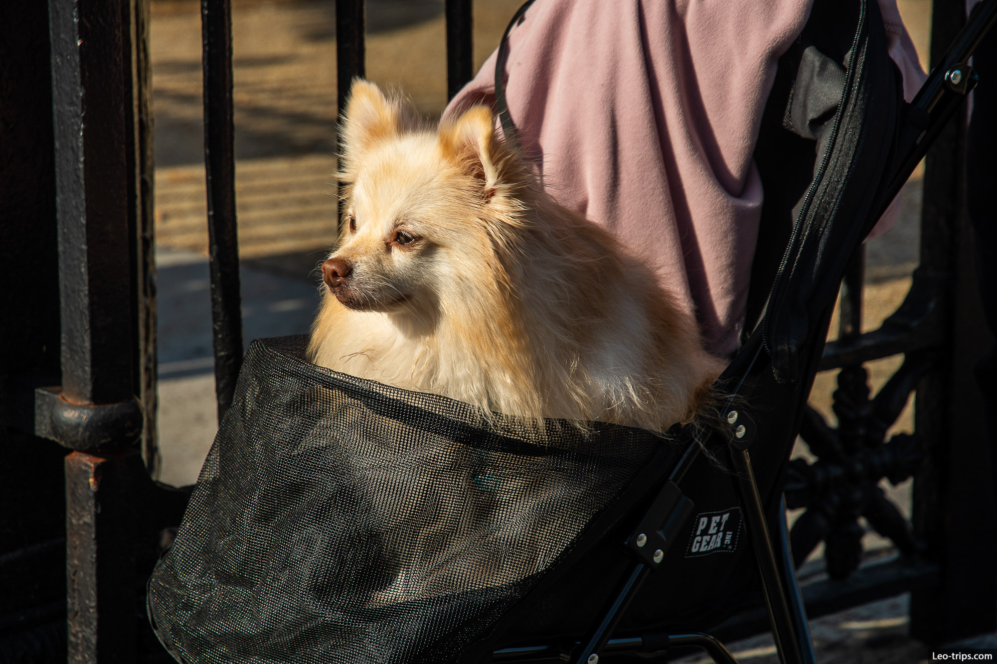 dog in pet stroller new orleans