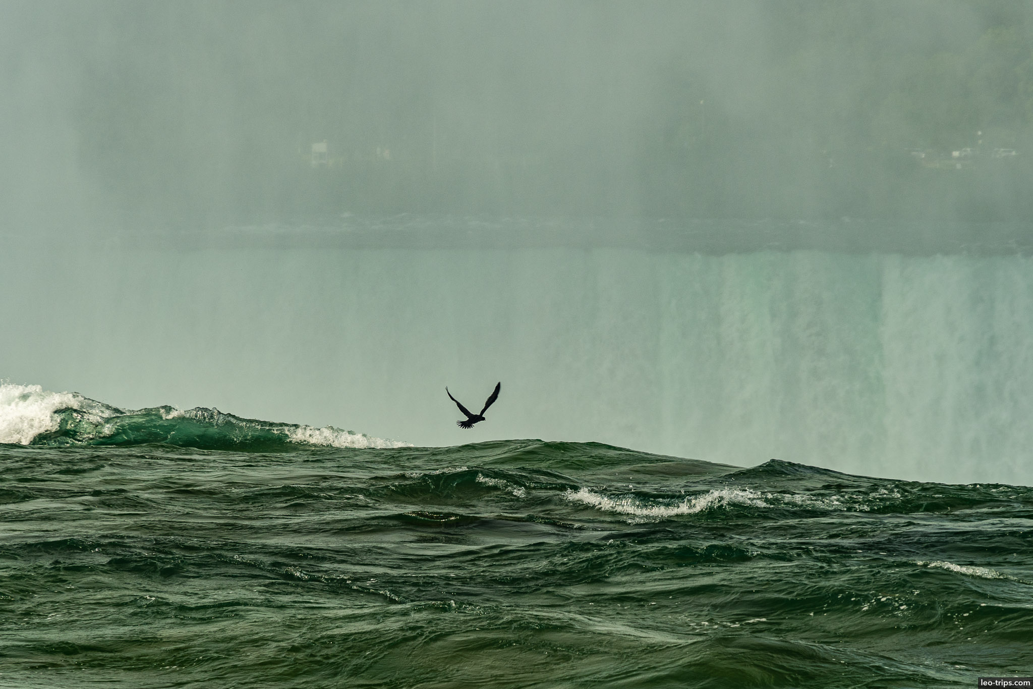cormorant over niagara falls niagara falls state park
