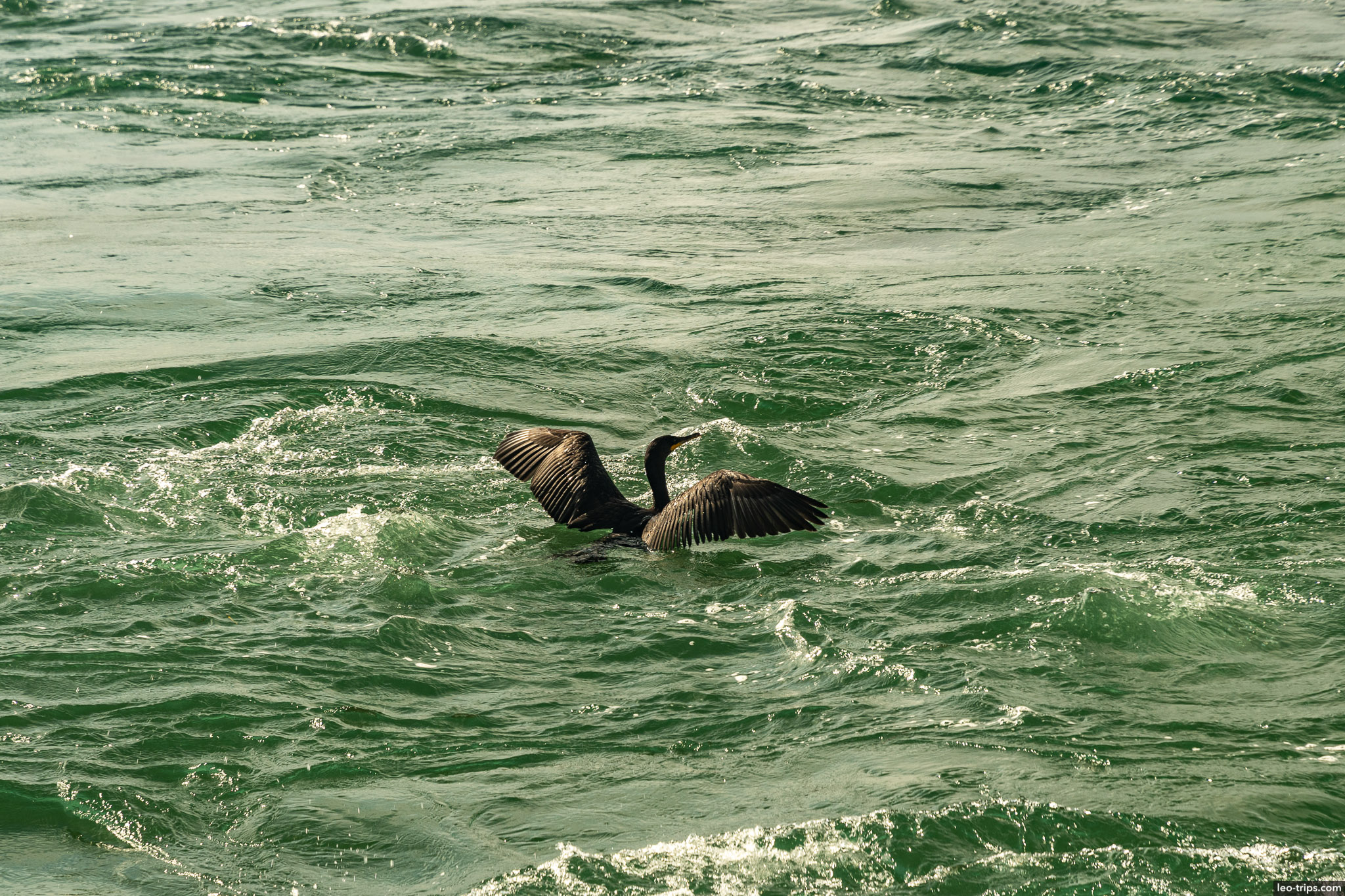 double crested cormorant on niagara river niagara falls state park
