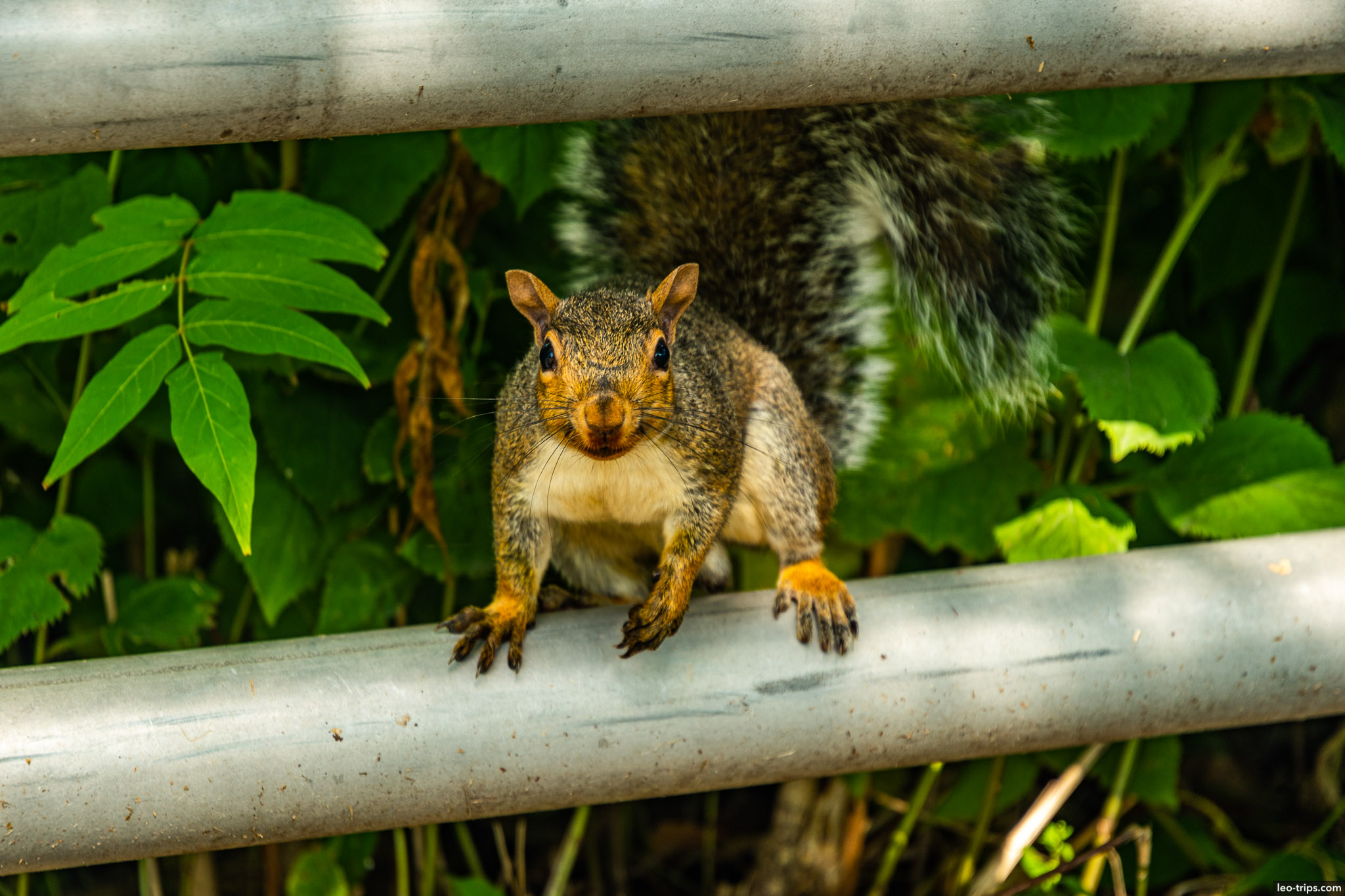 squirrel from niagara falls niagara falls state park