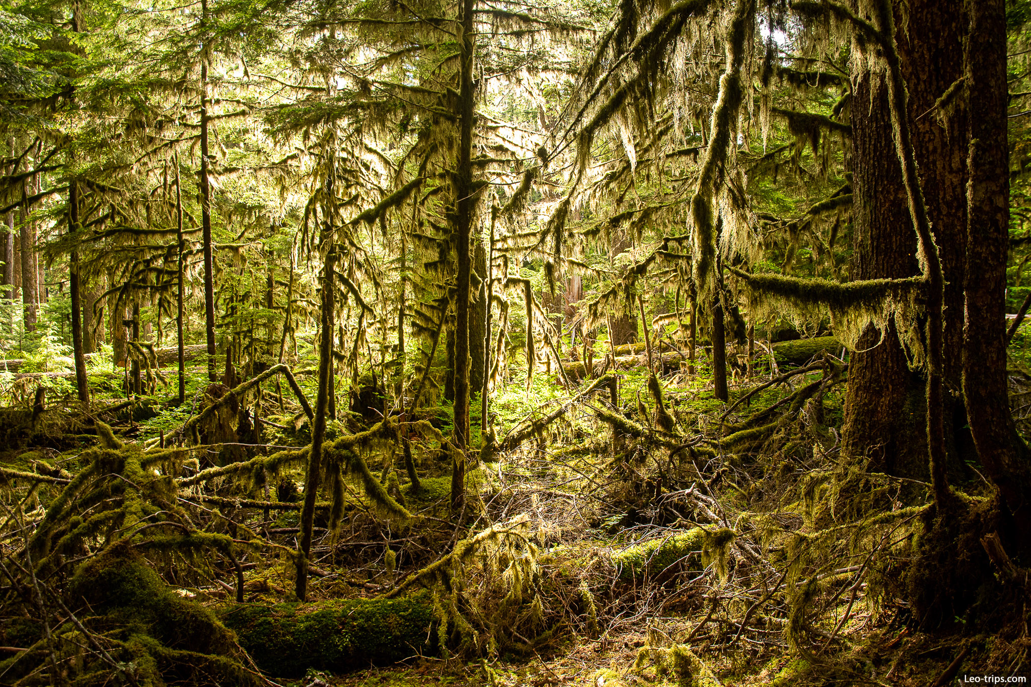 moss covered forest olympic national park