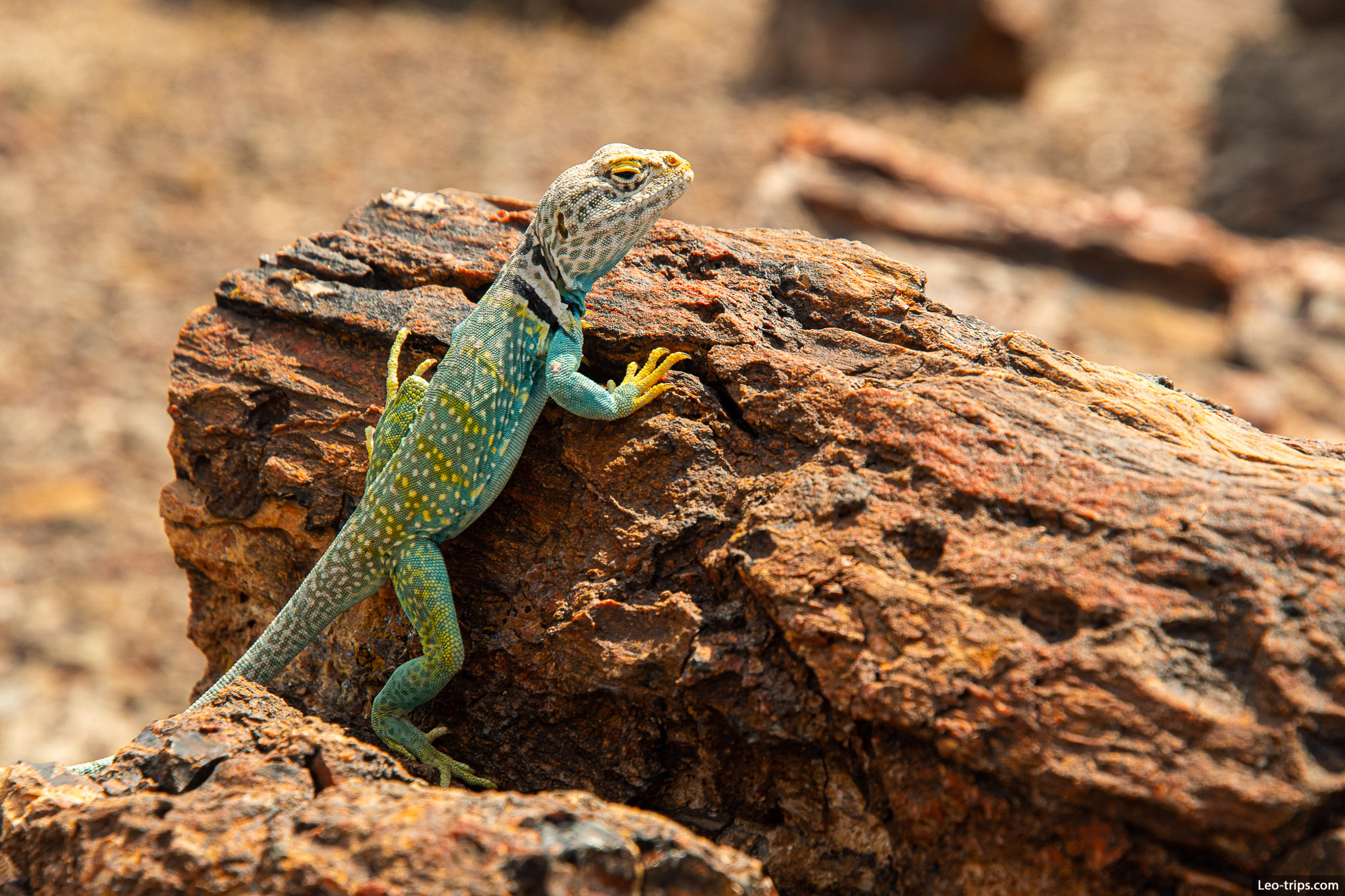 eastern collared lizard on petrified wood petrified forest national park
