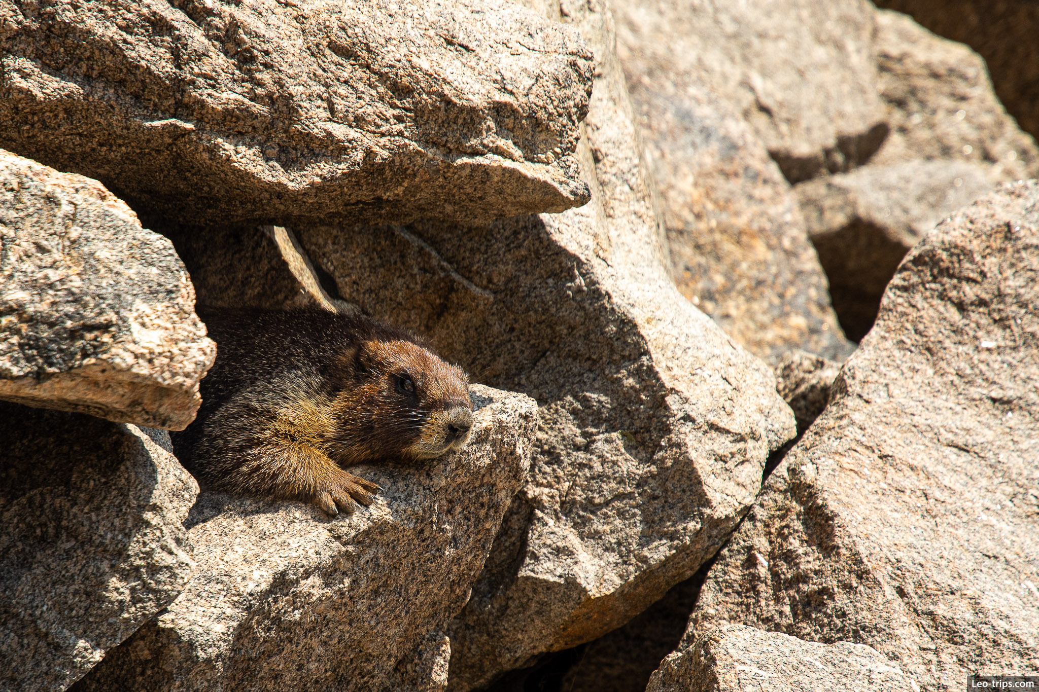 yellow bellied marmot rocky mountain national park