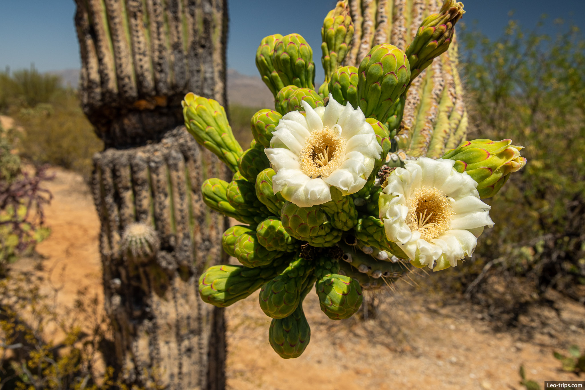 hedgehodge cactus in bloom saguaro national park