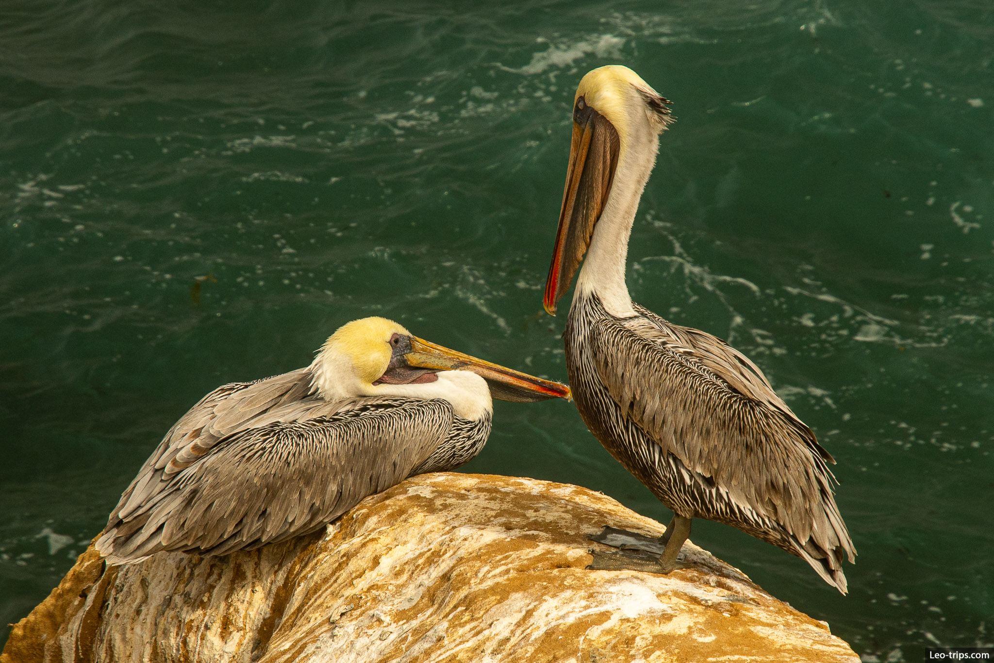 california brown pelicans san diego