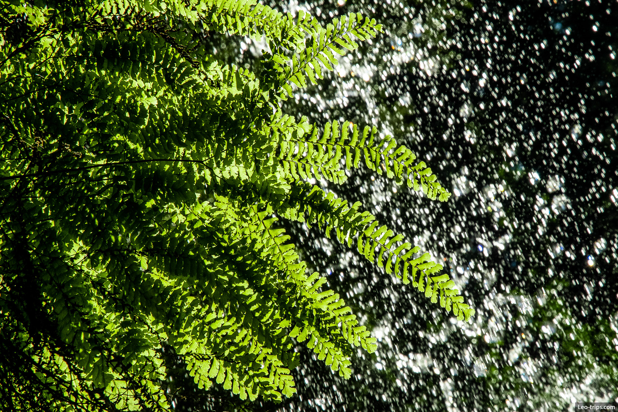 fern and waterfall drops shasta trinity national forest