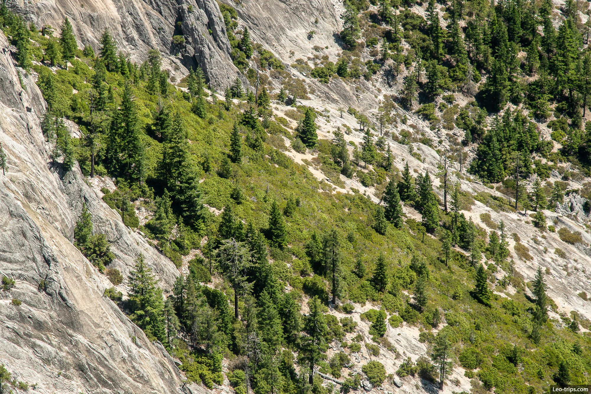 forested hillside of castle mountain shasta trinity national forest