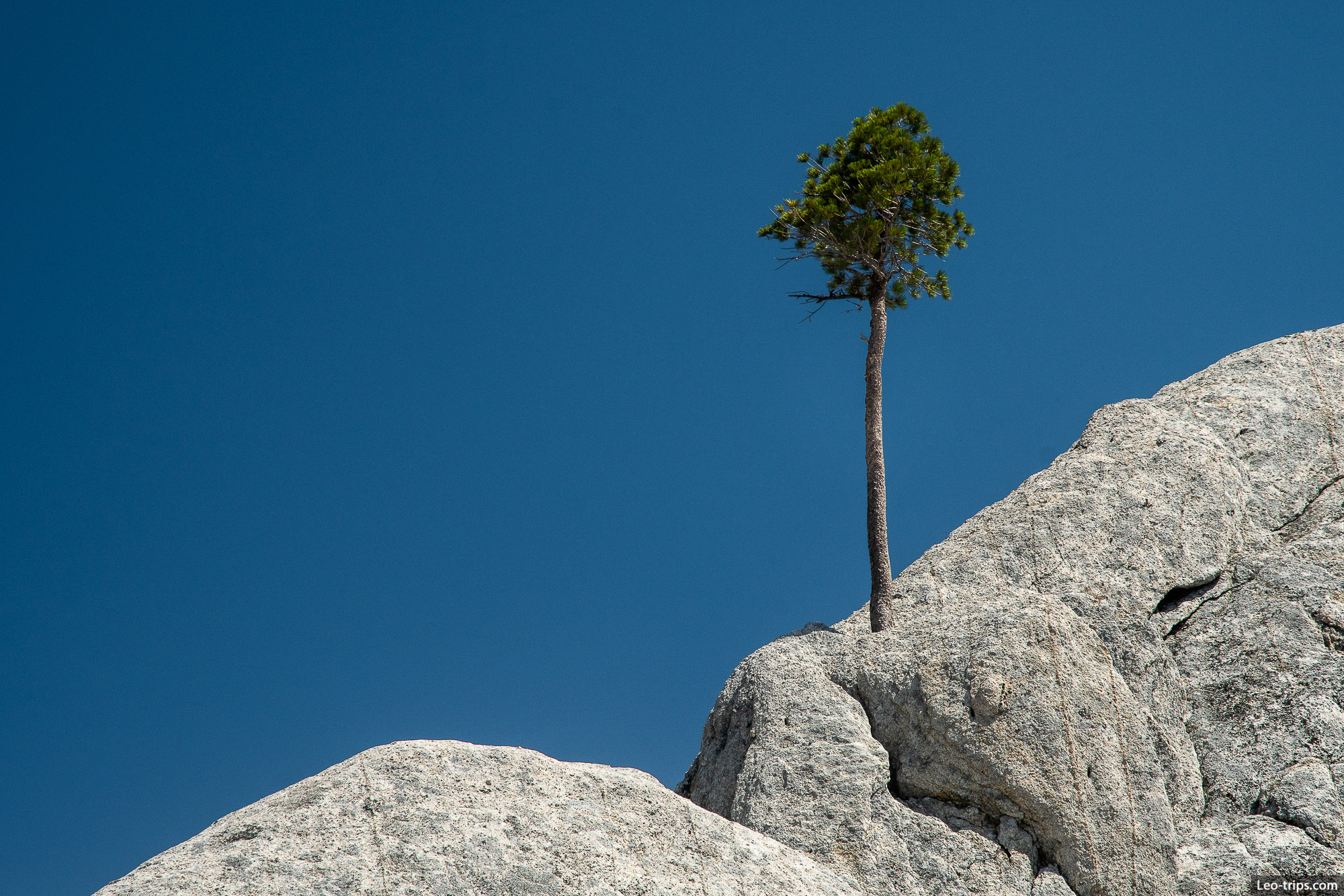 pine tree growing from rock shasta trinity national forest