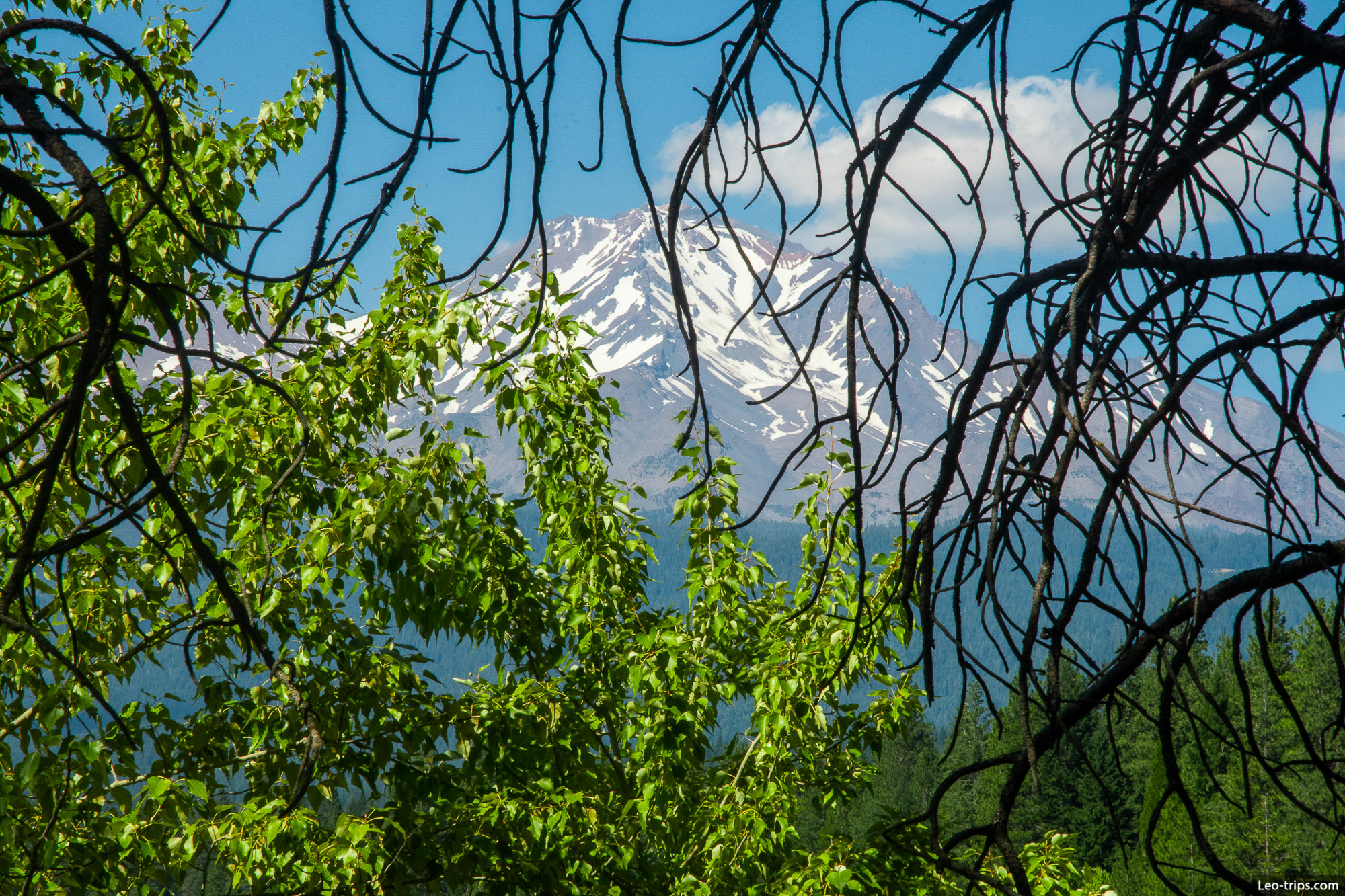 shasta mountain through branches shasta trinity national forest