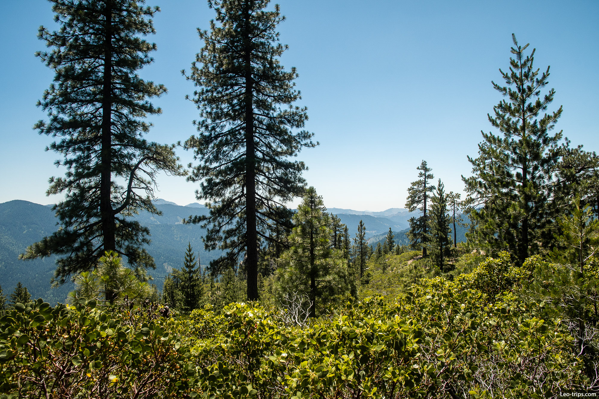 view with pines from hedge creek trail shasta trinity national forest