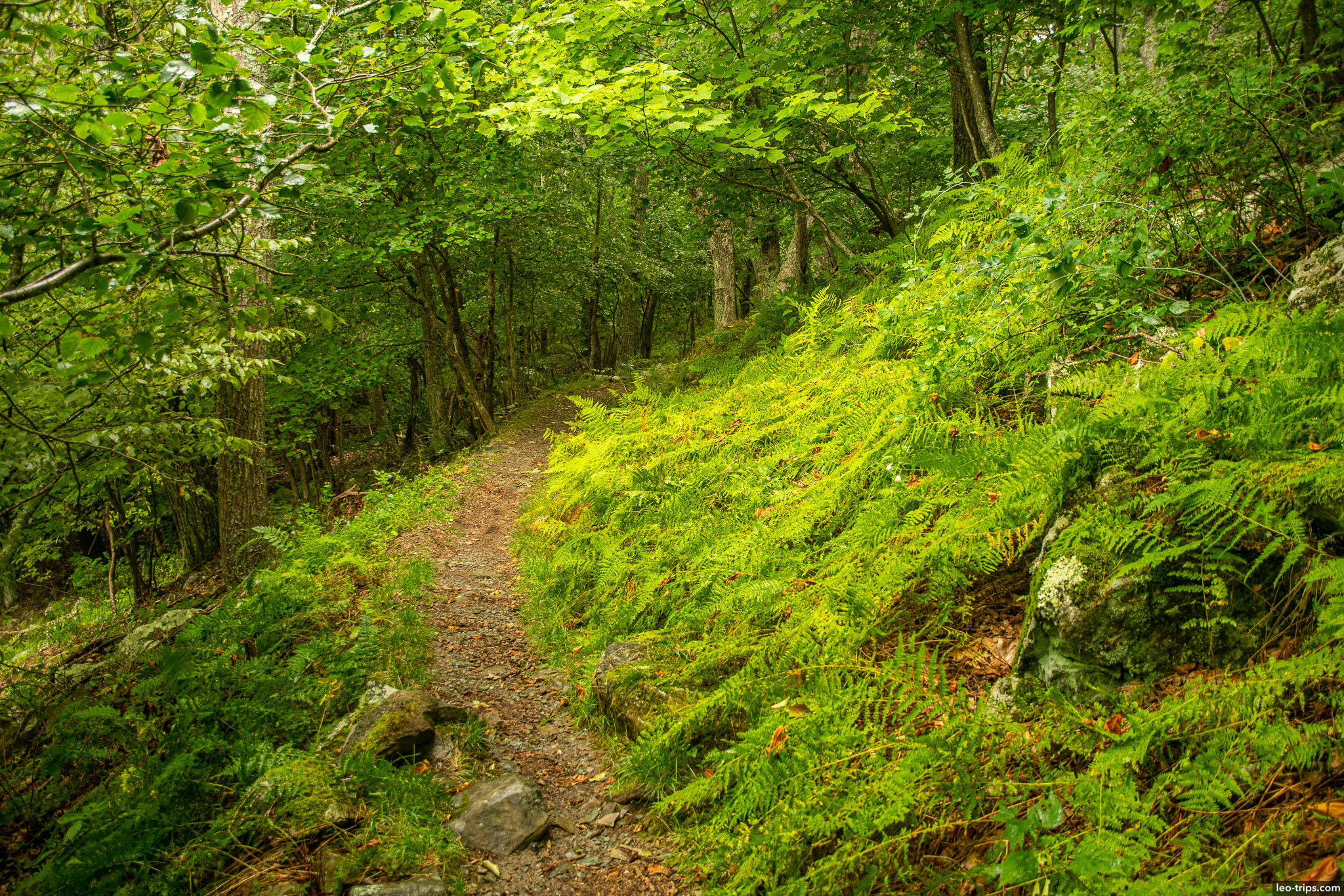 appalachian trail in forest shenandoah national park