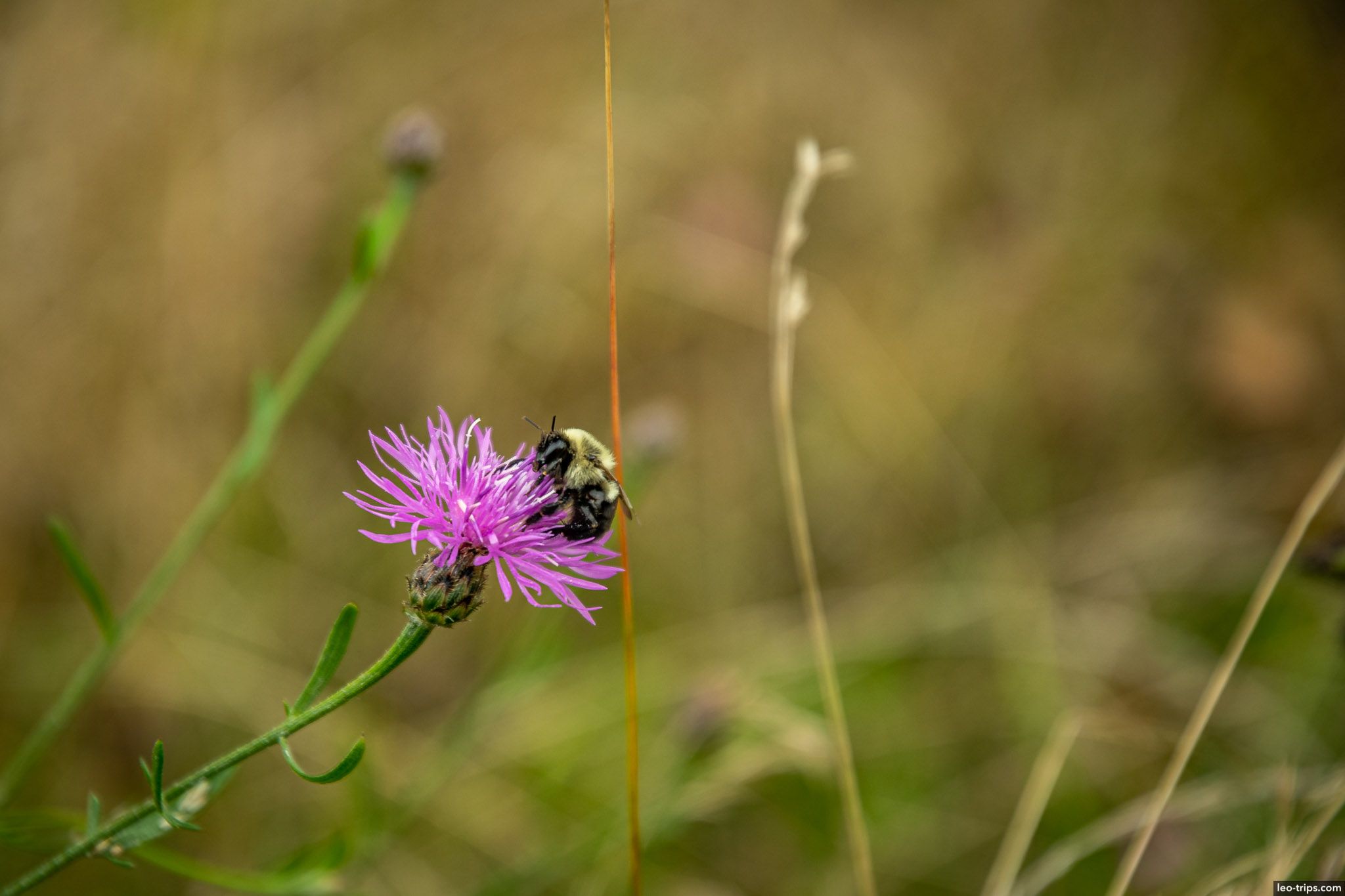 bee on spotted knapweed shenandoah national park