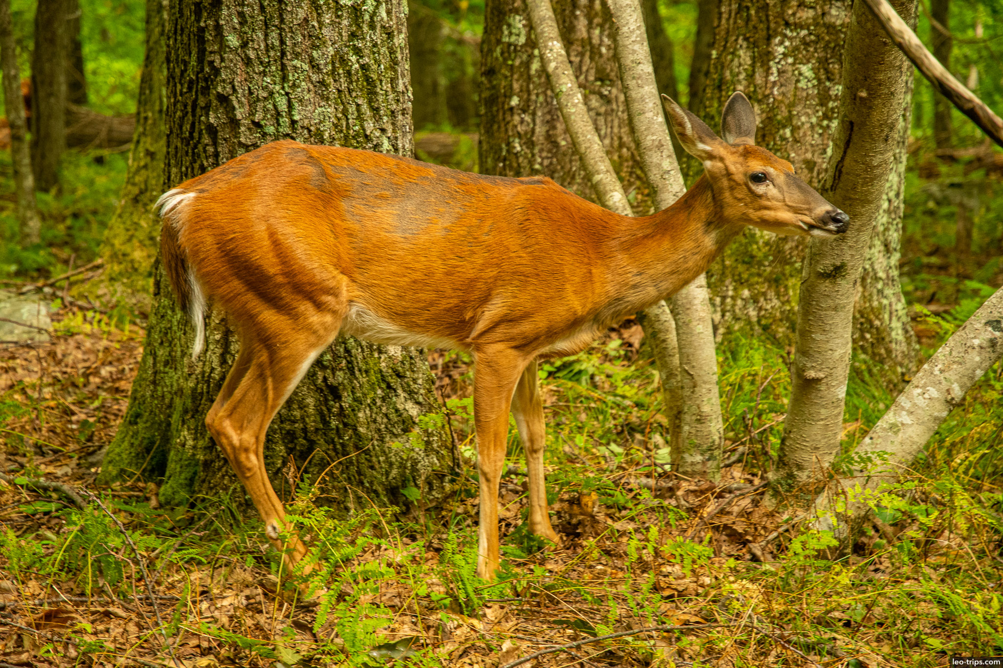 deer and tree shenandoah national park