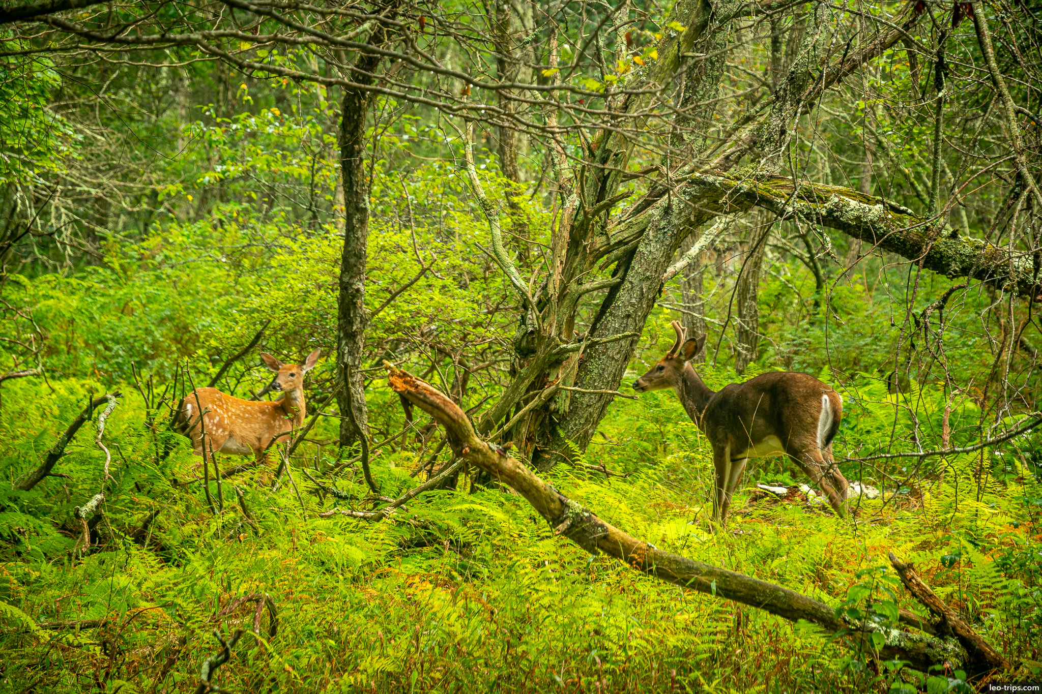 deers in forest shenandoah national park
