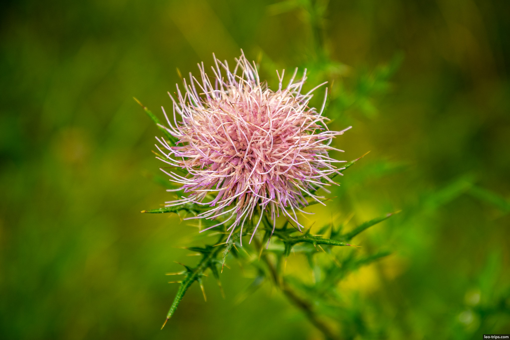 field thistle shenandoah national park