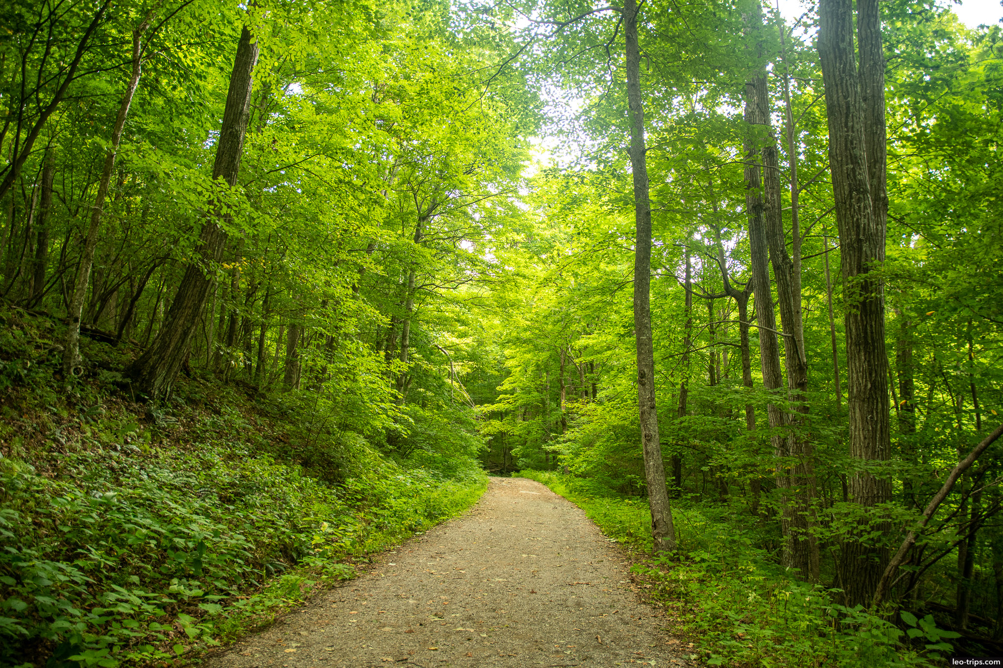 rose river fire road shenandoah national park