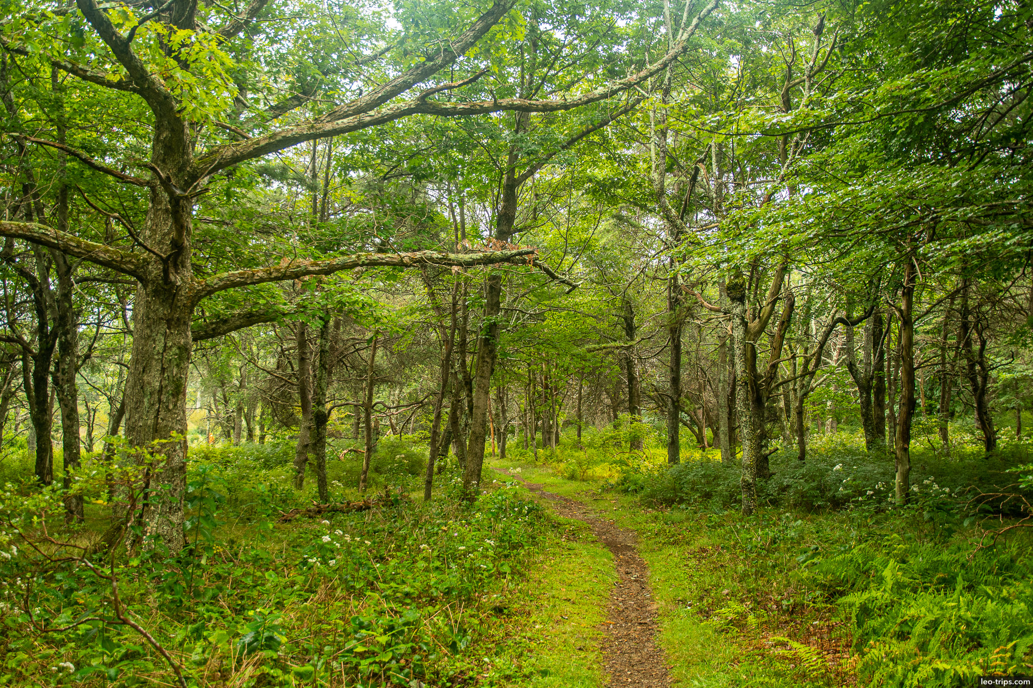 story of the forest trail shenandoah national park