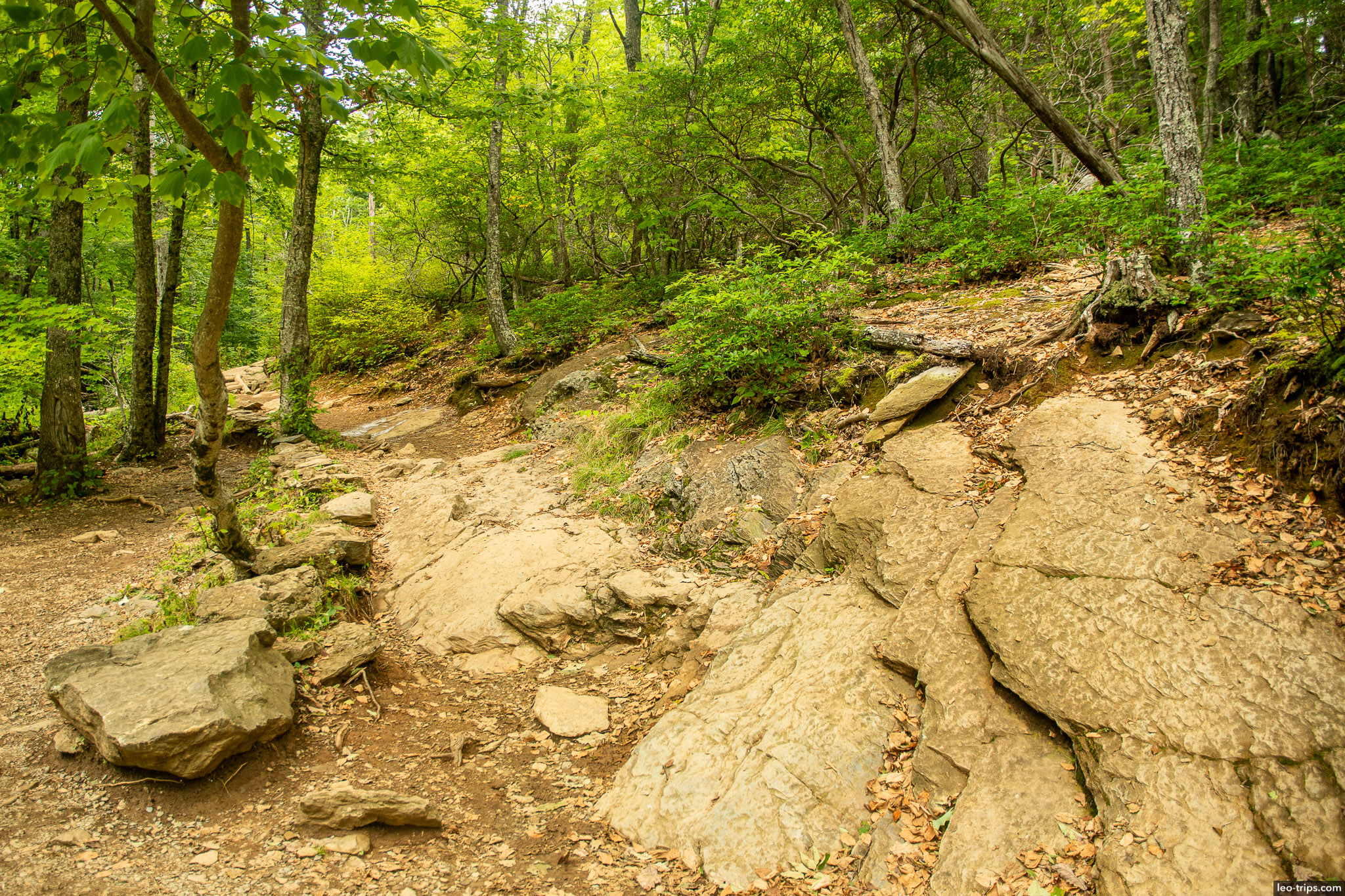 trail to dark hollow falls shenandoah national park