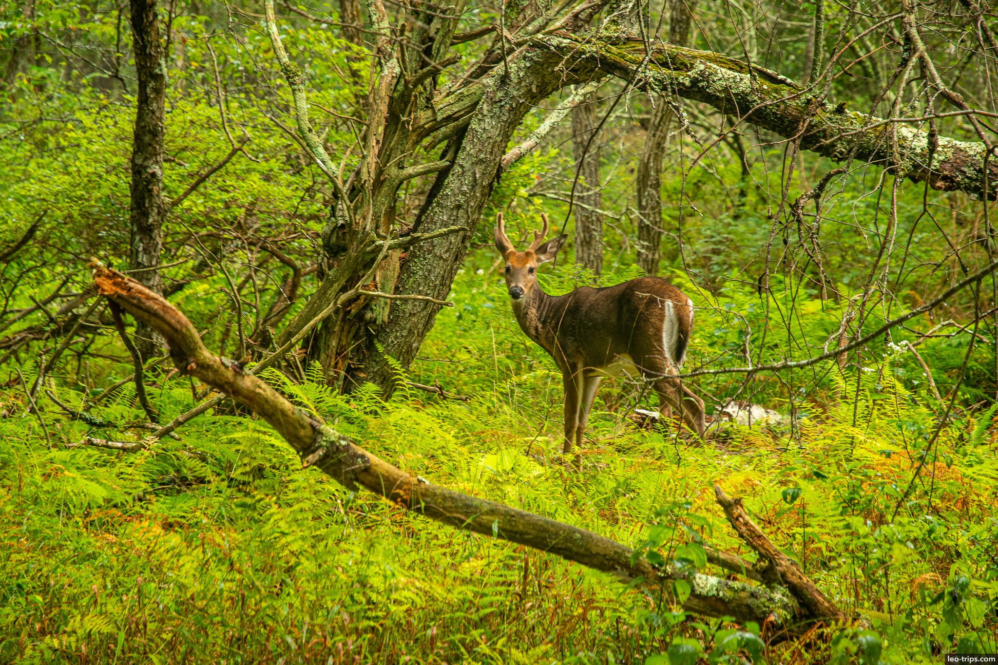 white tailed deer shenandoah national park