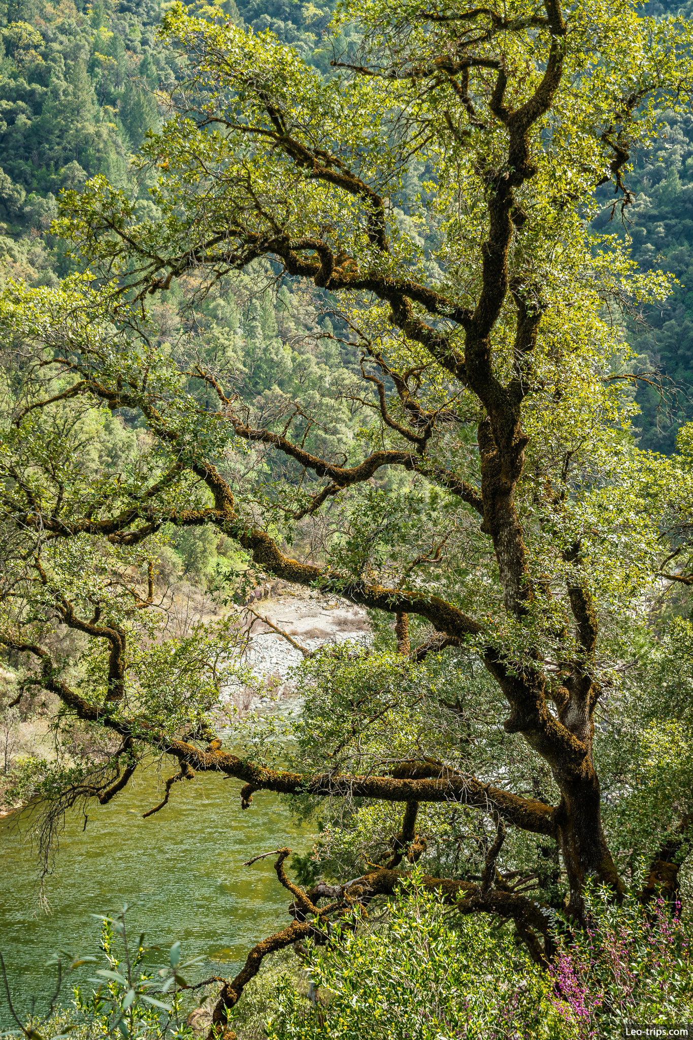 oak along river stevens trail