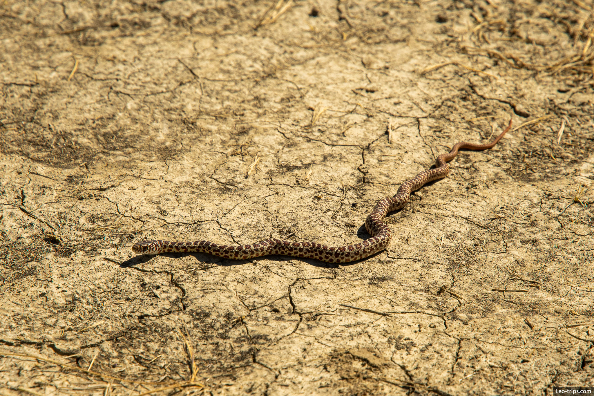 prairie rattlesnake theodore roosevelt national park