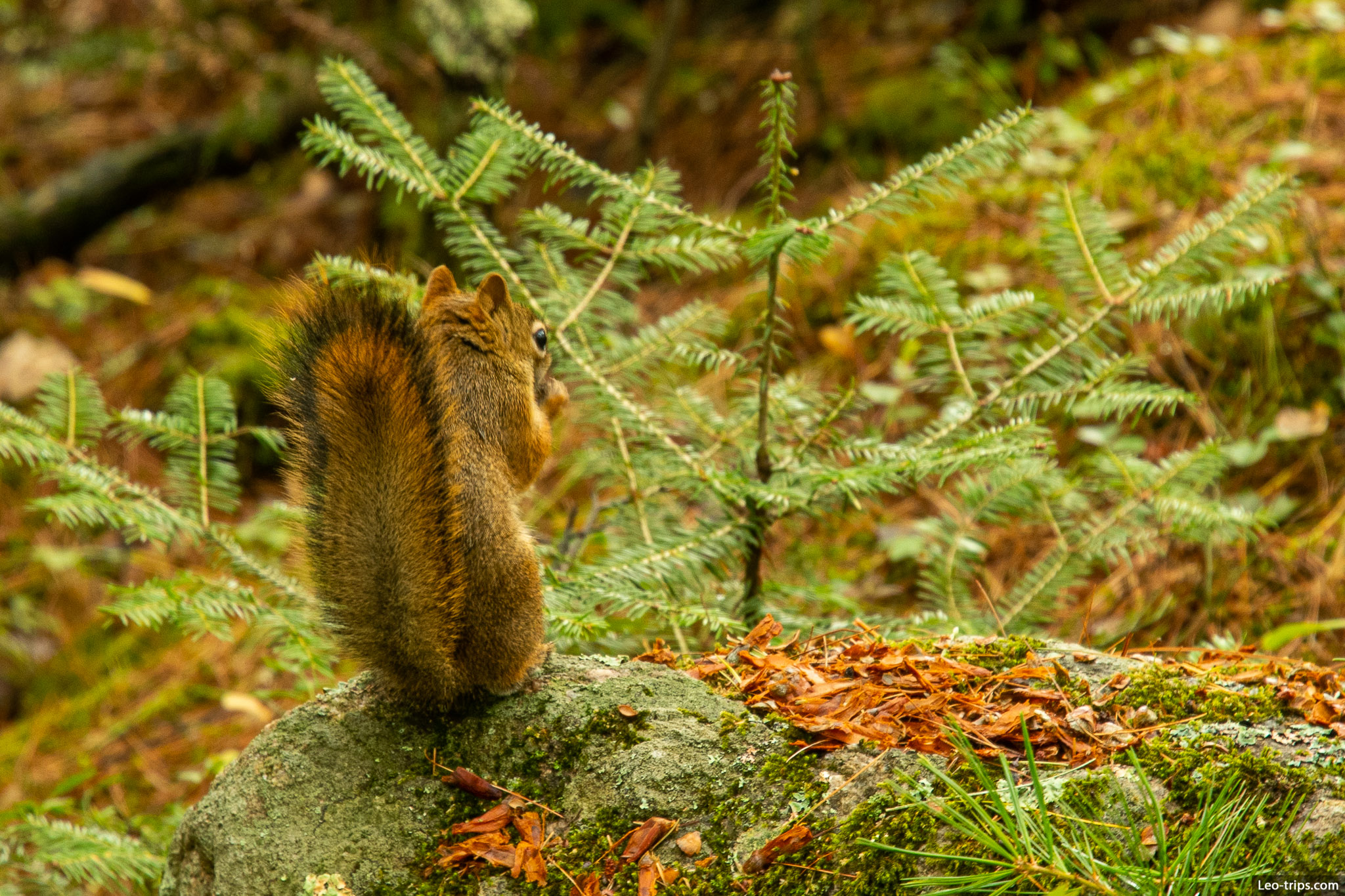 american red squirrel voyageurs national park