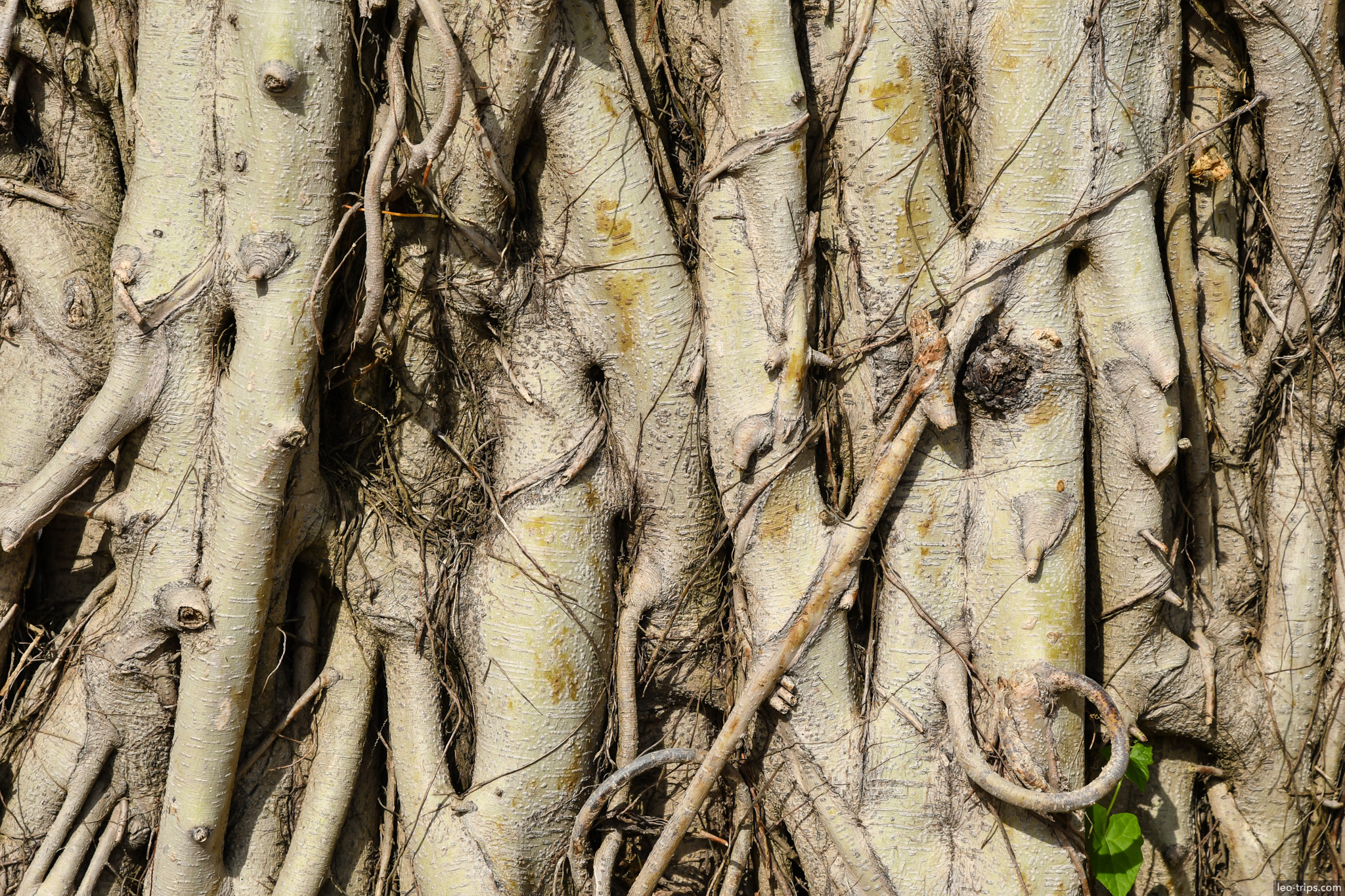 banyan tree aerial roots closeup texture da nang