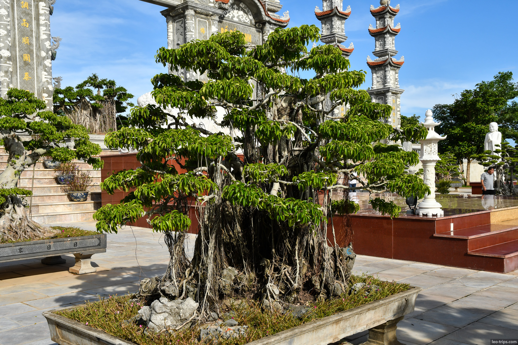 linh ung pagoda large bonsai banyan tree courtyard da nang