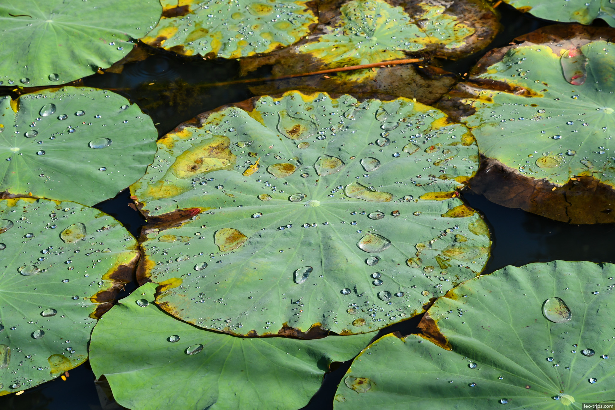 lotus leaves water droplets temple pond da nang