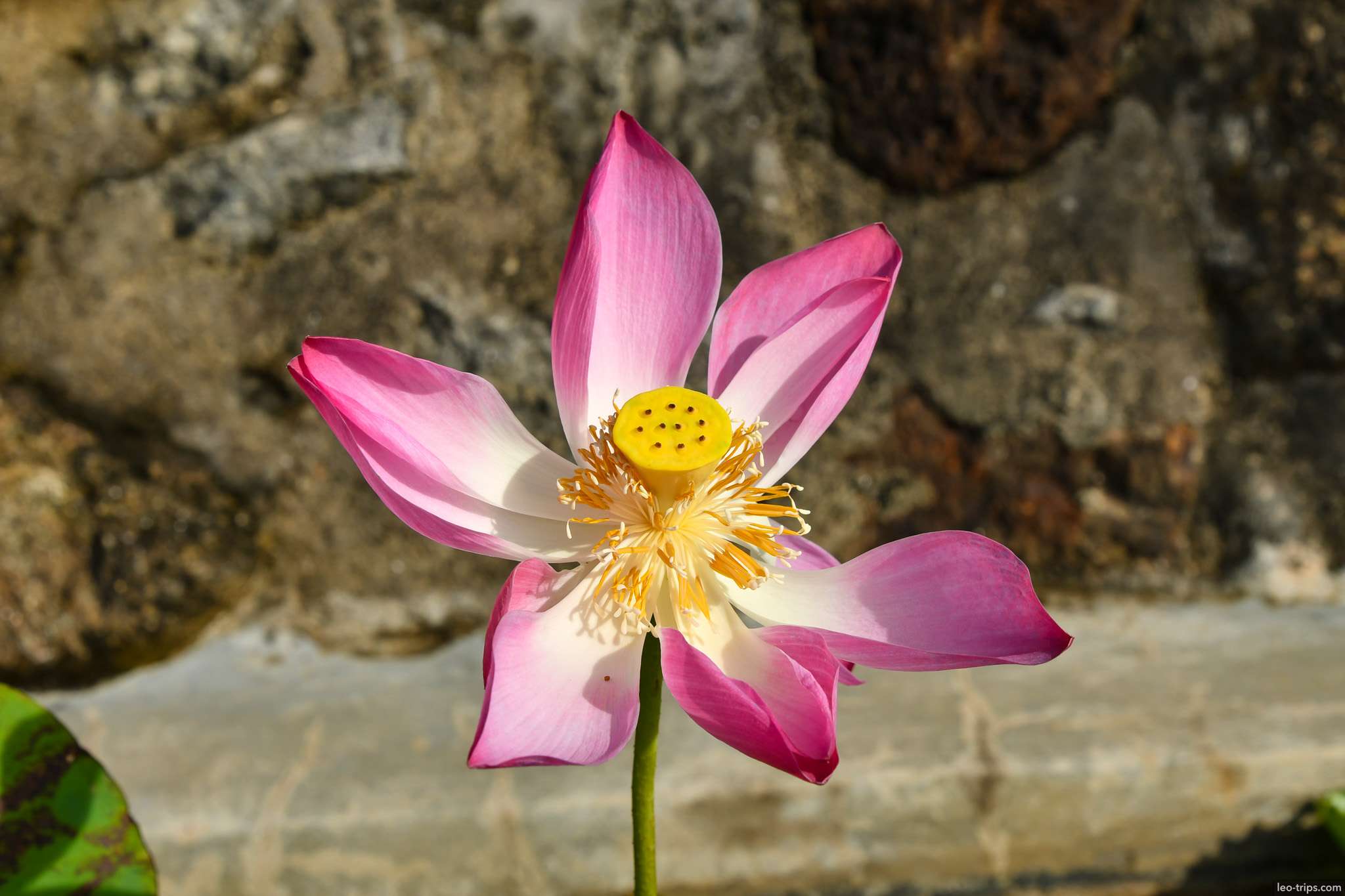pink lotus flower blooming temple pond da nang