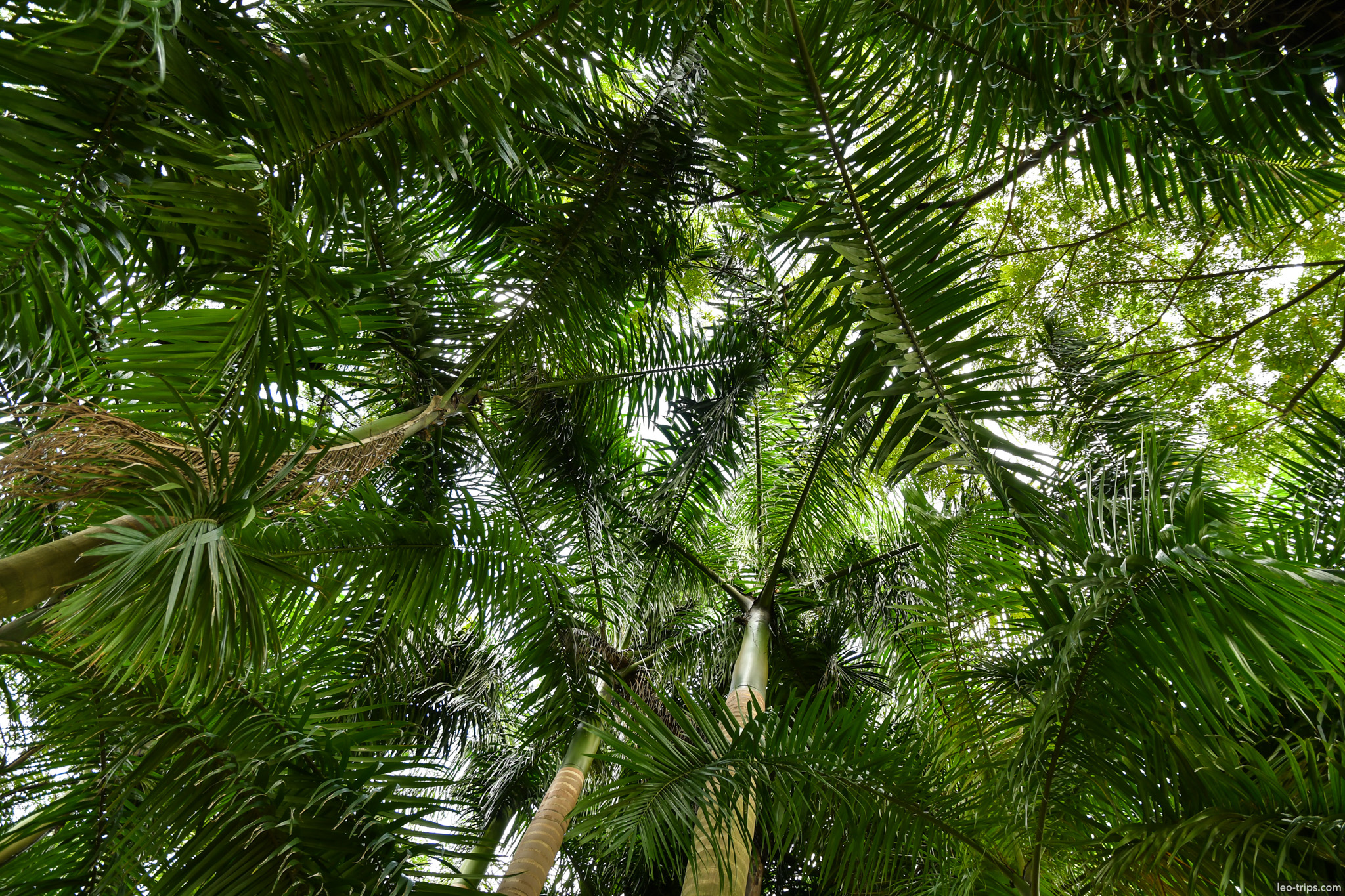 tropical palm trees canopy view from below da nang