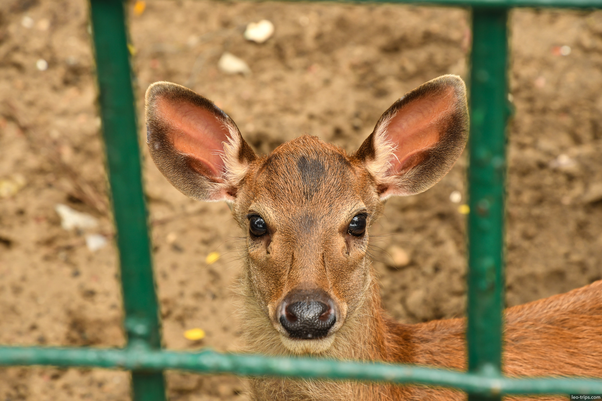 young deer fawn portrait zoo danang da nang