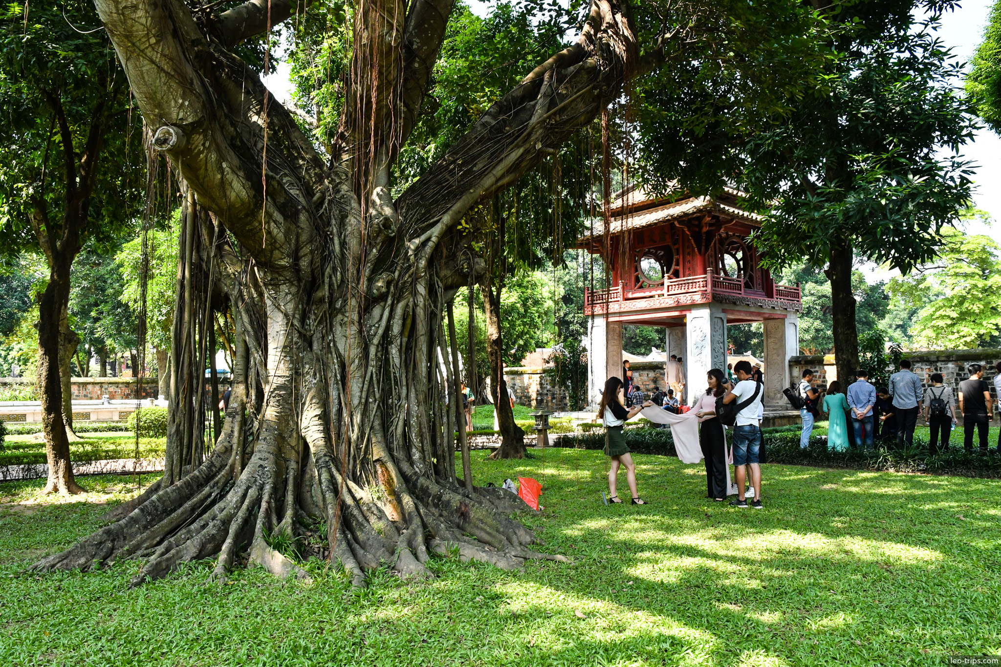 ancient banyan tree red pavilion temple of literature hanoi hanoi