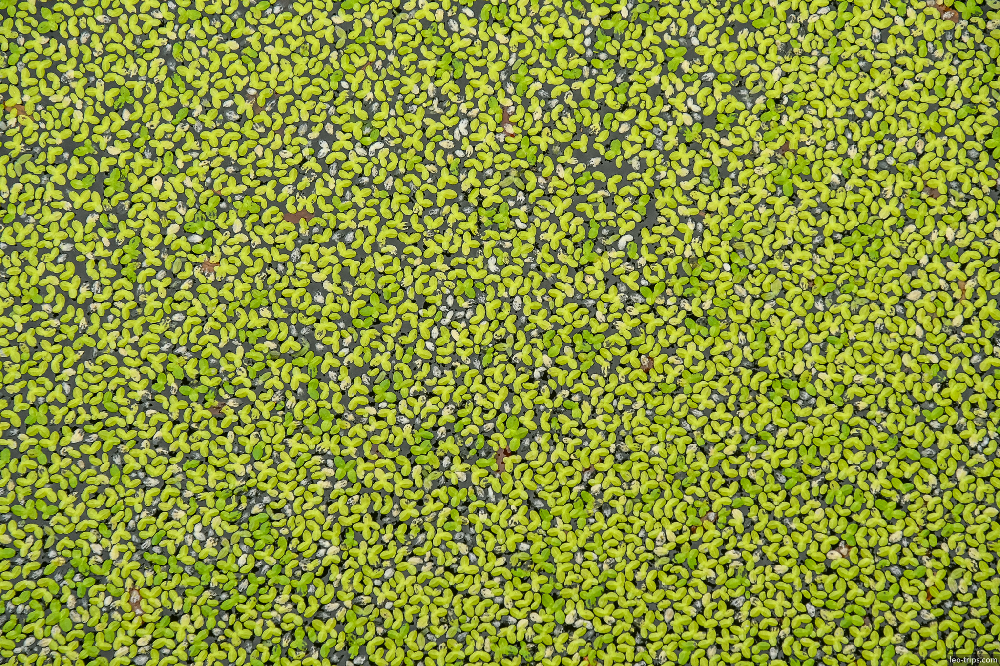 green duckweed covering water surface ho chi minh city