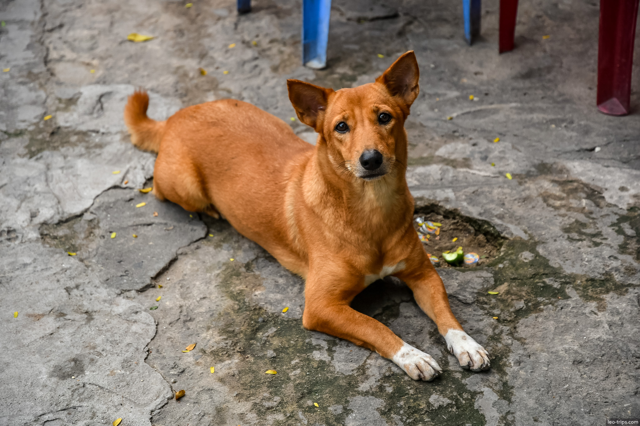 stray ginger dog resting on ground saigon ho chi minh city